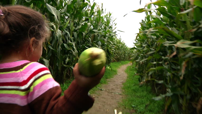 A little girl walks through a corn maze. slow motion