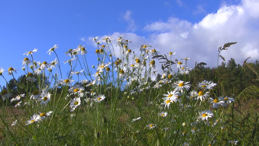 Daisies sway in the wind