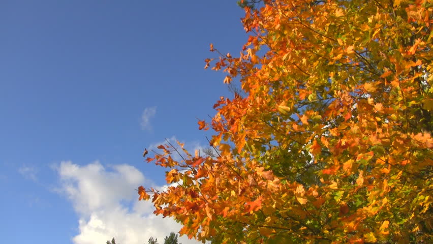 Autumn tree, swaying in the wind