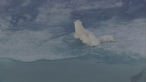 Polar Bears Glaciers Mountains Snow. The scene captures a family of polar bears migrating through a polar region. A polar bear surveys the surrounding land as her cubs cuddle and rest. 