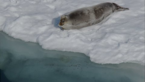 Polar Arctic Harp Seal Snow. Massive adult harp seal are shown resting in a polar region. The seal suddenly dives into a large crack in the glacial region that exposes the cold water beneath.