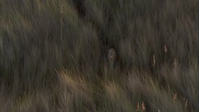 African Savanna Wild Deer. The scene captures the wildlife of the savannas in Africa. The shot focuses on wild deer walking through tall grass in the savanna.