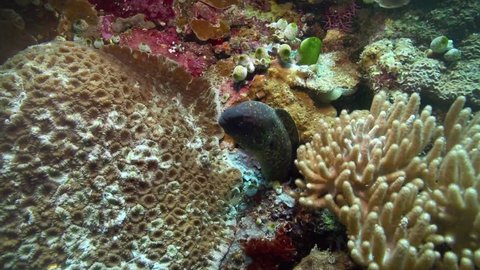 Moray eel looking out from amongst coral reef underwater in Bunaken national park