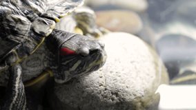 Tortoise living in the terrarium