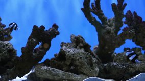 Artificial Aquarium corals and fish