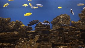 Artificial Aquarium reef