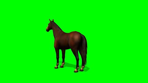 Brown Horse  graze - seperated on green screen 

