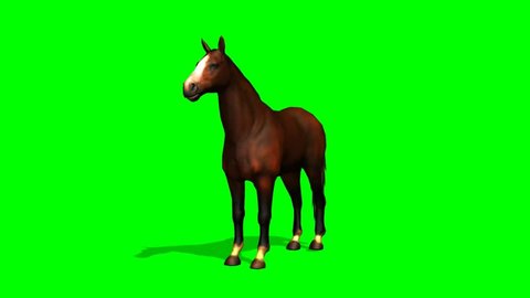 Brown Horse  in motion  - seperated on green screen 
