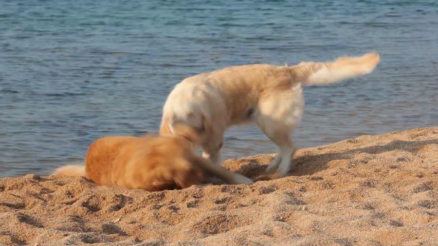 Two golden retrievers playing together at the beach