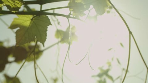 Lens Flare through Grape Leaves.Shot on RED Digital Cinema Camera,so you can easily crop, rotate and zoom, without losing quality!
