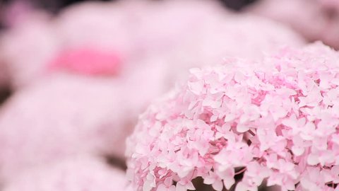 Pink Flower Vídeo Stock