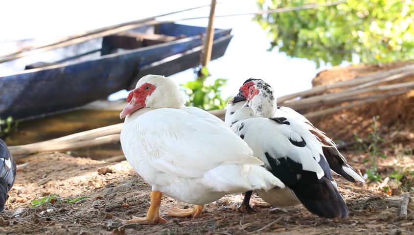 domestic ducks