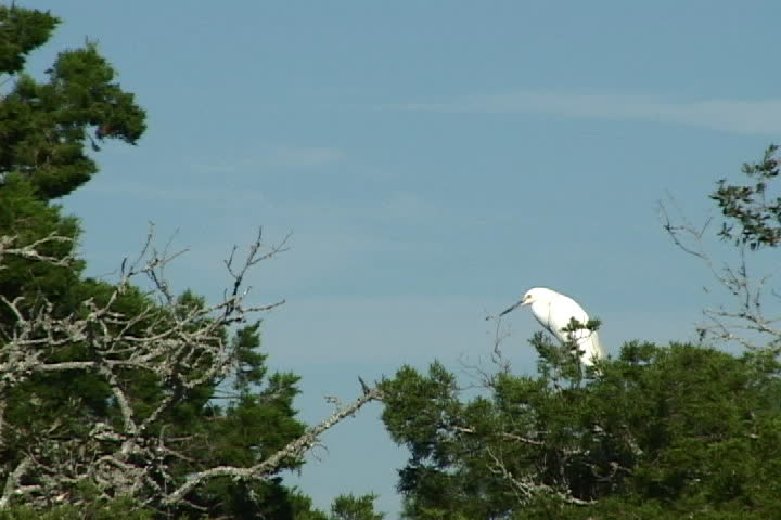 A snowy egret sits in the treetops in a Florida marsh. Shot on miniDV with a tripod mounted camera.