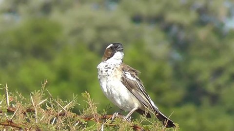 White-browed Sparrow-Weaver sitting on top of a bush preening itself