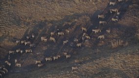 Zebra Grassland Plains. View of herd of zebra grazing in grasslands