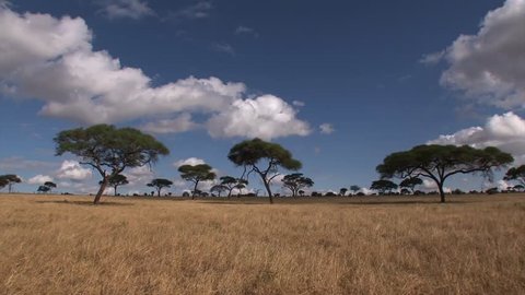 Time lapse of the savannah of the Serengeti with acacia and ebony trees.
