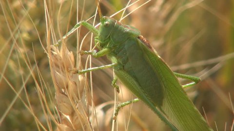 Macro of Grasshopper on Wheat Ear, Locust on Cereals in Agriculture Field, Mower