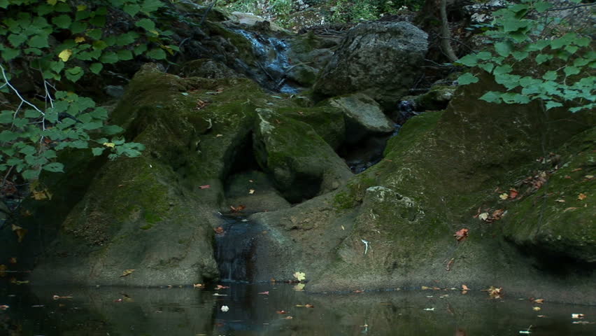Stream in the woods in the evening.
