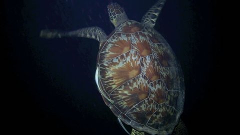 Green sea turtle swimming underwater at night in Bunaken National Park, north Sulawesi