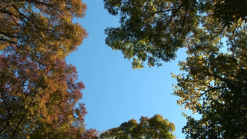 Trees in the forest in autumn