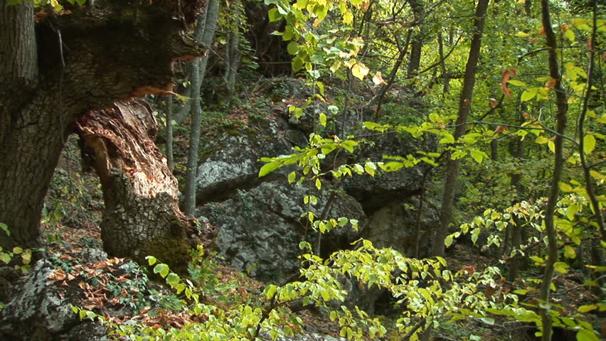 Dense forest in early autumn