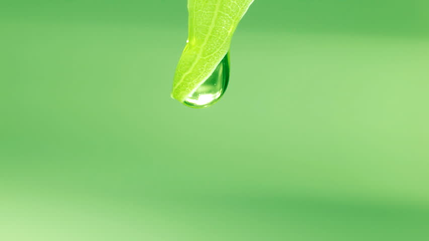 Wet leafs, drop falls. Drop falling from the leaf. Macro. | Shutterstock HD Video #5443589