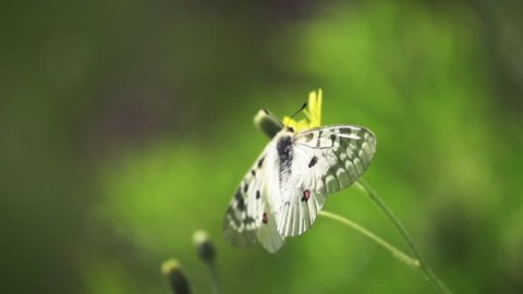Butterfly flying away in super slow-motion