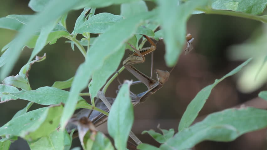 Insect outdoor (Mantis Religiosa) 