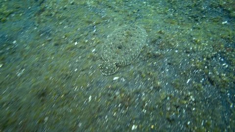 Flatfish Flounder Swimming Along Ocean Floor Stock Footage Video (100% ...