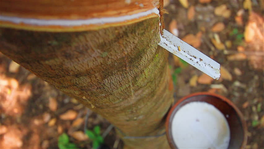 Tapping latex from a rubber tree in Thailand 