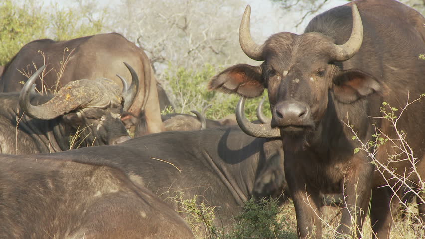 As a buffalo stares, a dominant buffalo moves in displacing a sitting buffalo to