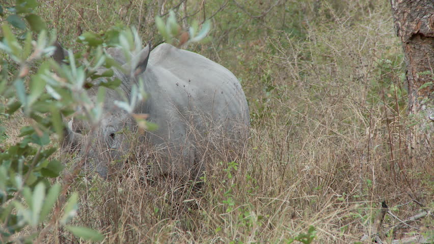 A white rhinoceros looks and listens behind a bush