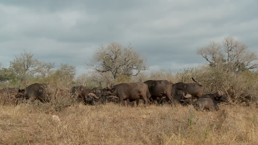 A large buffalo herd on the move