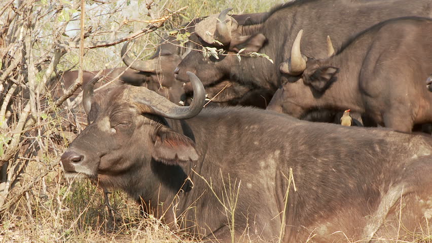 A red billed oxpecker screeches from the back of a sitting buffalo