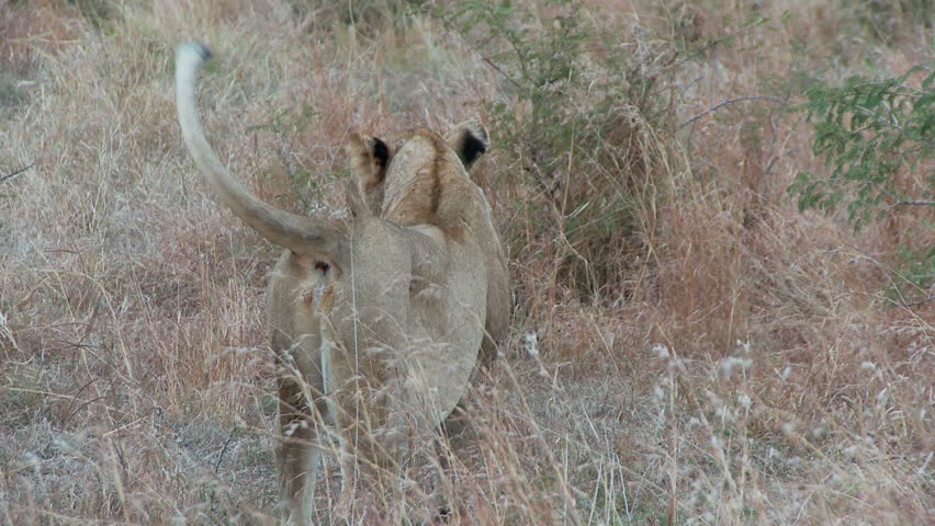 A lioness with tail in the air walks off to lay down behind a bush
