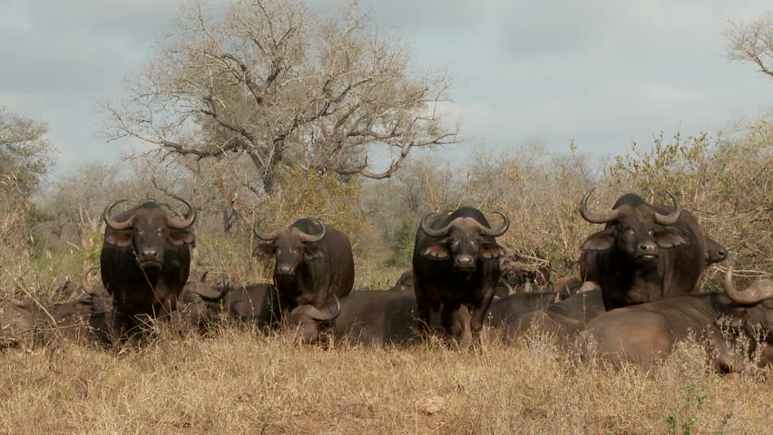 Four african bull buffalo's stand and protect the herd from danger