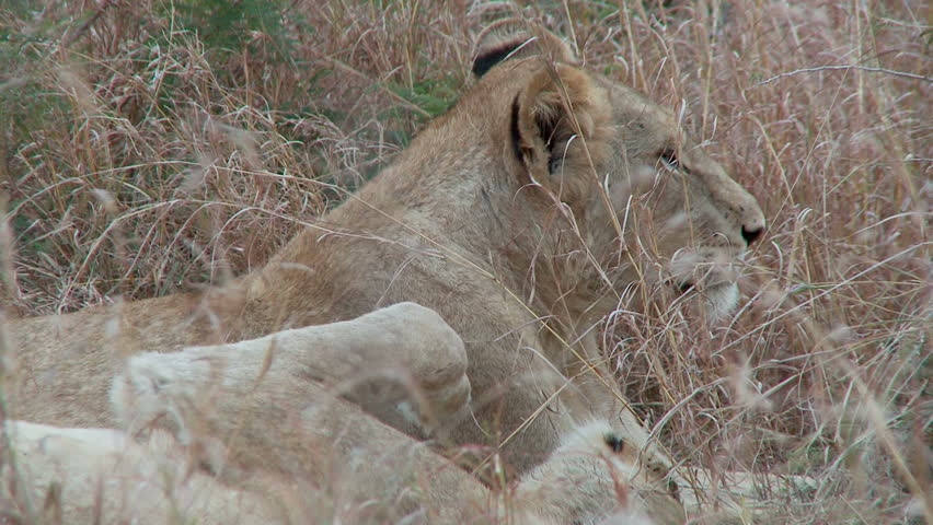 A lion sitting with its pride mate gets up and moves to another position to sit
