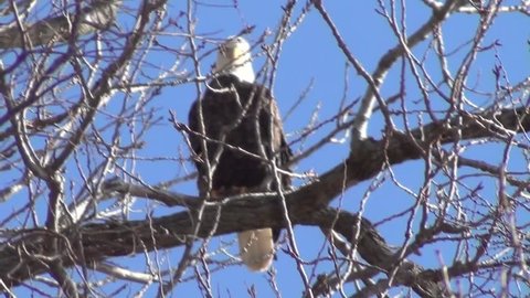 Bald Eagle perched a top a tree on the Mississippi River during winter migration