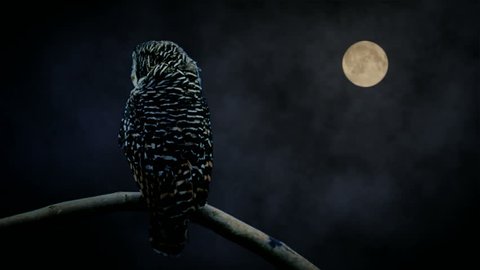 Owl watching in moon light Wise looking owl turning head and watching you. While clouds pass the full moon. Full High Definition com-posit of filmed owl and filmed full moon.  