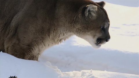 A mountain lion eats some snow and sneezes.