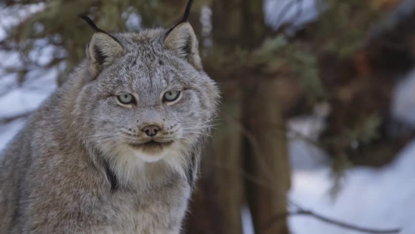 A Lynx sits in the forest observing it surroundings.