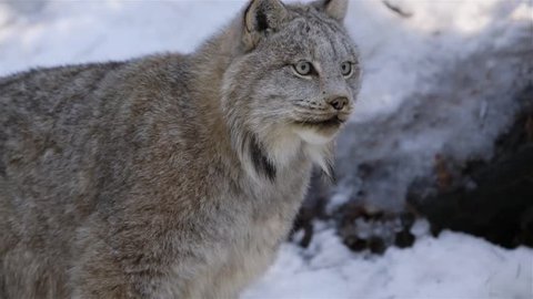 A Canada Lynx in woodland winter habitat, stalking prey.