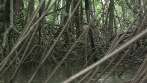 brazilian mangrove. Pernambuco/BRAZIL