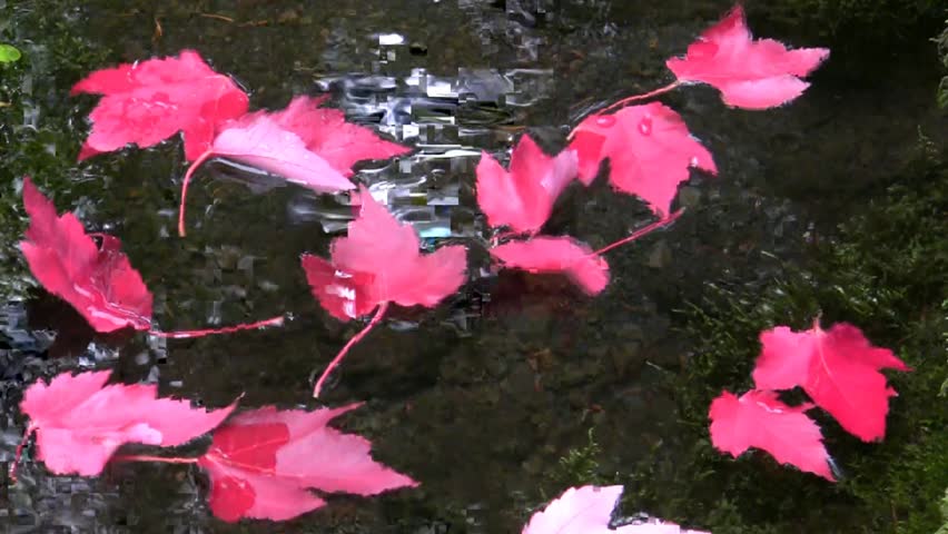 Sahalie Falls, Oregon Autumn Color Tree Leaf river water