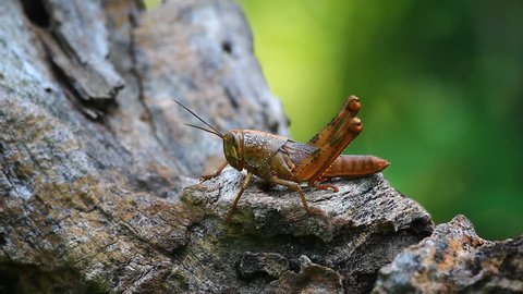 young grasshopper 