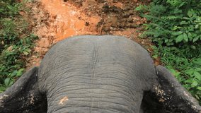 pov from the back of Asian elephant. ride on an elephant 