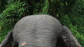 pov from the back of Asian elephant. ride on an elephant