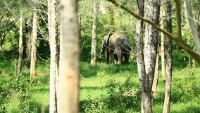 wild Asian elephant