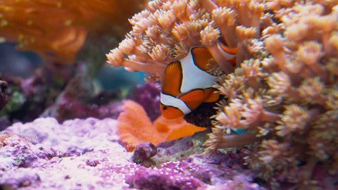 Clown fish. Clown fish playing in a living coral.
