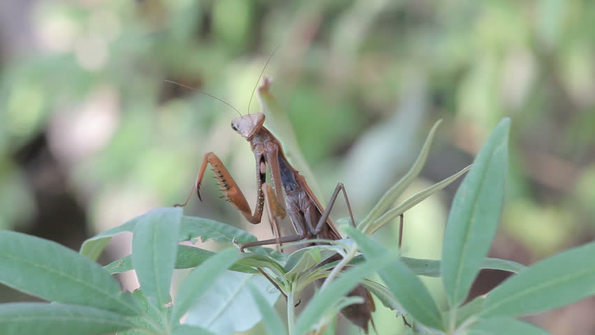 insect outdoor (Mantis Religiosa) 